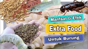 Pin Di Tips Burung