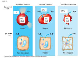 It is made up of chemicals like cellulose; Cell Biology Overview A Membranes How Stuff Get In Out Of Cells 1 Structure 2 Functions Ppt Download