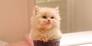 Anda mungkin termasuk penggemar dari hewan yang menggemaskan ini, yaitu kucing. 4 Jenis Kucing Persia Kenali Ciri Khasnya Masing Masing Merdeka Com