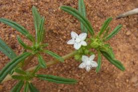 Image result for Gisekia africana