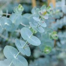 Image result for Eucalyptus