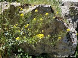 Image result for Sisymbrium burchellii