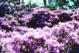 How To Care For Purple Gem Rhododendrons In 2020 Azaleas Rhododendron Azalea Bush