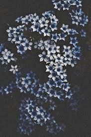 1800flowers.com has been visited by 100k+ users in the past month Blue Aesthetic And Flowers Image 6519216 On Favim Com