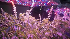 This is a great grow light for all. 400 Watt Led Grow Light From Magiove Growing Hydroponic Basil And Lettuce Youtube