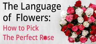 Language of flowers flowers yellow roses rose valentines flora. All About Rose Color Meanings Complete List For Rose Lovers