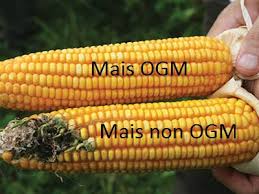 Risultati immagini per insulina ogm