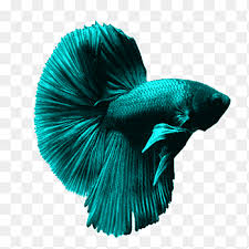 Betta fish types, puppy training tips, aquariums, goldfish, half moons, woks, fancy, orange, indiana. Siamese Fighting Fish Goldfish Aquarium Ornamental Fish Betta Animals Turquoise Png Pngegg