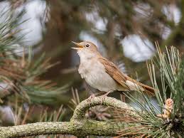 Image result for Nightingale