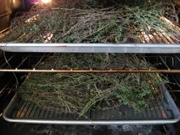 You can use any variety of kale for kale chips, such as curly, dinosaur, or red kale. Drying Herbs 4 Easy Methods To Preserve Your Herb Harvest