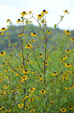 Botanical Classification: Deciphering the Rudbeckia Genus