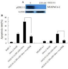 In this game, you can play with unlimited gems, gold and elixir. Knockdown Of Clusterin Sensitizes Pancreatic Cancer Cells To Gemcitabine Chemotherapy By Erk1 2 Inactivation Springerlink