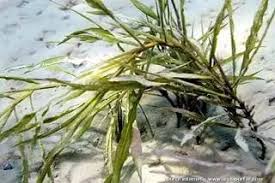 Image result for Potamogeton schweinfurthii
