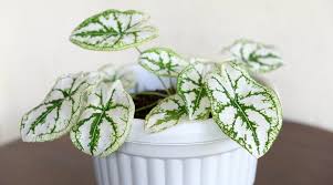 White Christmas Angel Wings Plant Care: Water, Light, Nutrients | Greg App  🌱