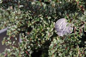 Image result for Cotoneaster microphyllus