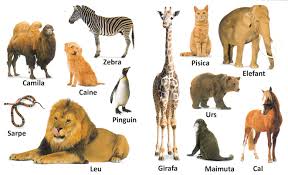 Pe un teren defrișat de la munte sau plantat 45 de puieți de brad și cu 8 mai puțin puieți de molid câți puieți au plantat în total plan de rezolvare. Resurse Multimedia Terapie In Autism Materiale Si Resurse Multimedia Terapie Comportamentala Logopedie Recuperare Cognitiva