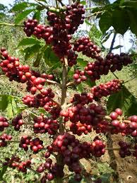 Climate Change Mr Rows Namoura Coffee