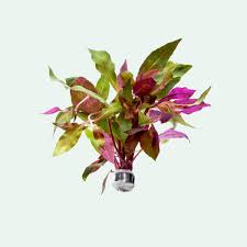 Image result for Alternanthera