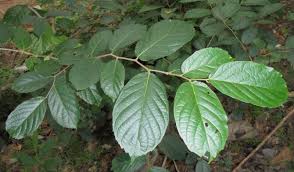Image result for Ulmaceae