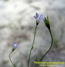 Multicaulis lobelia dubia de vriese. Wahlenbergia Marginata Species Page Isb Atlas Of Florida Plants