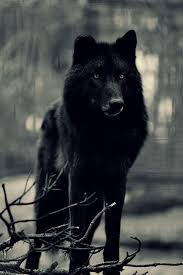 Suskun Suskunn Murat Celep Muratcelep Turk Bayrak Vatan Bozkurt Turan Wolf Lonelywolf Graywolf Siyah Kurtlar Hayvan Hayvanlar