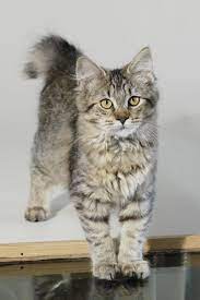 Quiet Cat A Guide To Naturally Quiet Breeds Training Your Cat To Be Quiet Cattime Pixie Bob Cats Cute Cats And Dogs Cat Breeds
