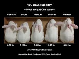 Their diet and indoor/outdoor balance are two of the most important aspects of becoming pet parents to a rabbit. 770 Bunny Sense Ideas In 2021 Bunny Care Bunny Pet Rabbit