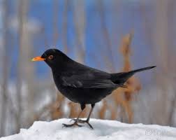 Black Bird With Orange Stripe On Wing Blackbird In My Garden Black Bird Pet Birds Backyard Birds