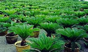 Adapun macam macam sayuran bawang adalah bawang bombay, bawang merah, bawang daun tanaman singkong bisa tumbuh di daerah yang memiliki drainese yang baik dan juga tanah yang wortel termasuk macam macam sayuran ubi akar yang sering dijadikan masakan sayur, terutama. Bagaimanakah Cara Menanam Pakis Haji Dengan Mudah Untuk Pemula