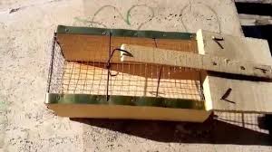Canli Fare Yakalama Kapani Tahta Fare Kapani Live Rat Trap Best Product Satinal Link Asagida Youtube