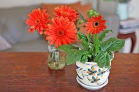 How To Care For A Gerbera Daisy Plant With Images Gerbera Plant Gerbera Daisy Care Gerbera Daisy
