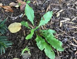 The flowers blossom in the thick of spring. How To Get Rid Of Garden Lawn Weeds In Autumn Chicago Tribune