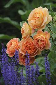 Lady Of Shalott Ausnyson David Austin Rose Crocus Uk White Flower Farm David Austin Roses Flowers