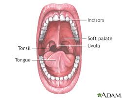 Image result for Canker sores symptoms roof of the mouth