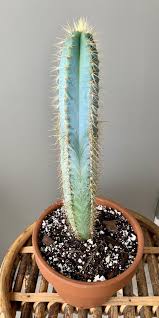 A share of stolen goods. Pilosocereus Azureus Blue Torch Cactus Live Succulent Etsy In 2021 Planting Succulents Plants Succulents