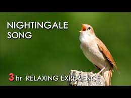 Best Nightingale Song 3 Hours Realtime Nightingale Singing No Loop Birdsong Birds Chirping Nightingale Singing Songs