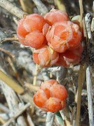 Image result for Faurea intermedia