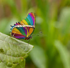 Check spelling or type a new query. 2 658 Rainbow Butterfly Photos Free Royalty Free Stock Photos From Dreamstime