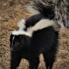 Nature S Tear Gas A Lovelorn Skunk Doesn T Want To Spray But Local Sports Paducahsun Com