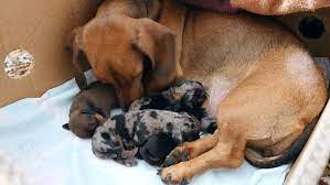 Feel free to browse hundreds of active. Dachshund Feeds Newborn Puppies Stock Footage Video 100 Royalty Free 33399253 Shutterstock