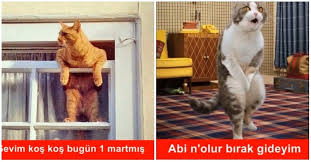Temel Teori Baz Hortum Kedi Caps Cascinacadorna Com