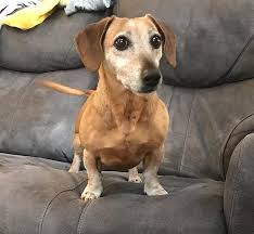We did not find results for: Available Dogs Sophiasgrace