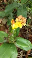 Image result for Costus subbiflorus