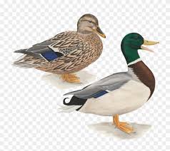 We offer you for free download top of baby mallard duck clipart pictures. Mallard Duck Flying Drawing Download Mallard Png Free Transparent Png Clipart Images Download