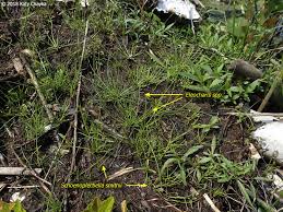 Image result for Schoenoplectiella roylei