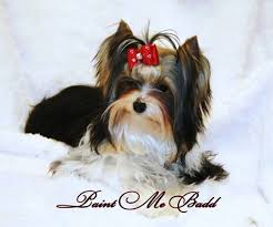 Check spelling or type a new query. Home Silky Paws Puppies
