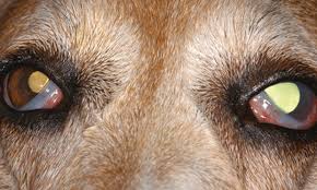 Trauma to the face, eyelids, the eye itself, and the tissues behind the eye may result in dramatic pain. Top 5 Glaucoma Drugs Clinician S Brief