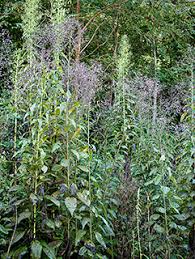 Image result for Lactuca glandulifera