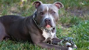 pit bull health how to properly feed your pit bull