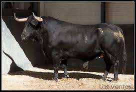 El Toro De Casta Brava Google Search Bull Animals Cattle